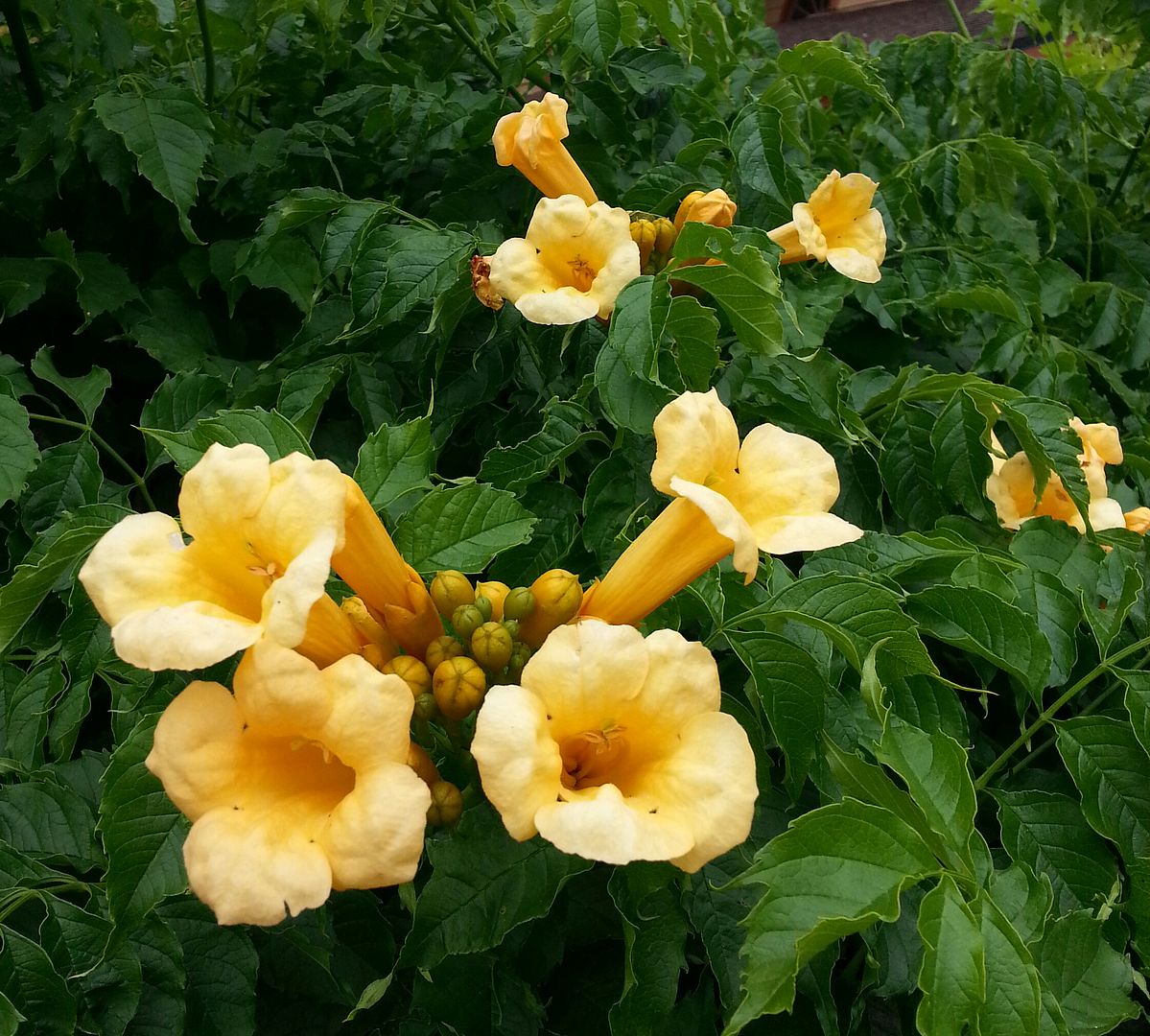  photo 20140719_113844-1_zpss49kswg7.jpg